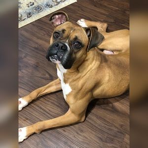 Meet your Posher, Lex